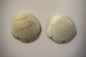 clam shells bearing spokeshave-like divots