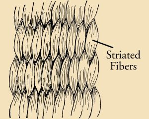 Tight Coiling Illustration
